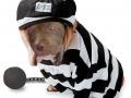 Prison Dog