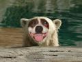 Polar Bear Dog