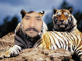 tiger friend 