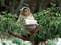 abdullah