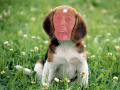 Grumble Ron