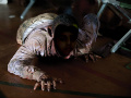 mostafa
