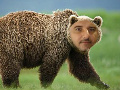 arsr