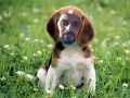 Lakar Jutt