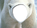 A Cute Bear