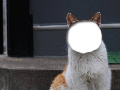 A Cute Cat