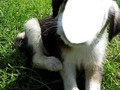 A Cute Dog