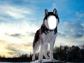 A Cute Husky