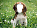 A Cute Labrador