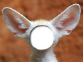 Big Ear Cat