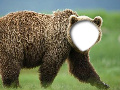 Grizzly