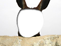 Idiot Donkey