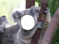 Koala Bear Tree