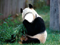 Panda Eat