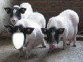 Three Pigs