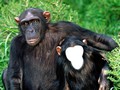 Two Monkey