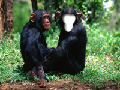 Two Monkeys