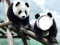 Two Pandas