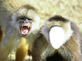 Two Stupid Monkey